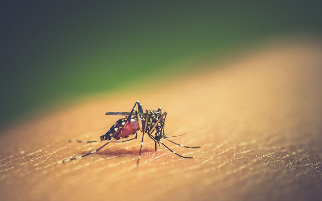 6 Diet & Lifestyle Tips to Prevent and Manage Dengue