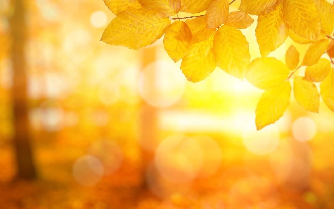 Why You Should Bring Nature In Your Busy Schedule