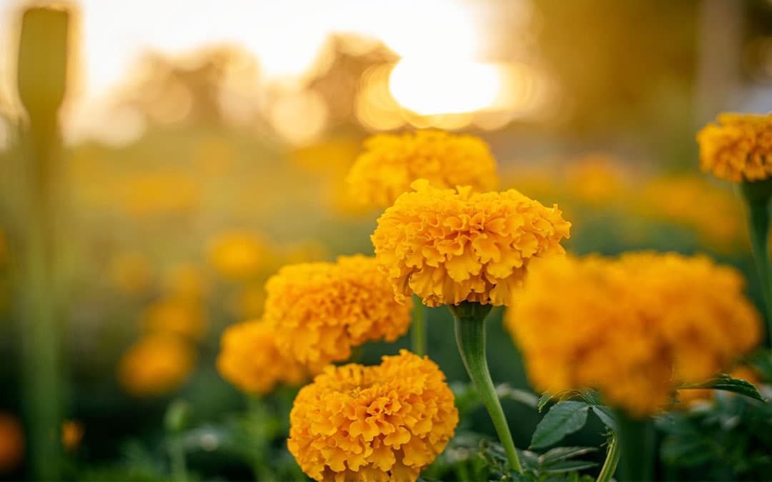 Happy Onam: How Adding Flowers In Your Life Makes You Happier & Healthier