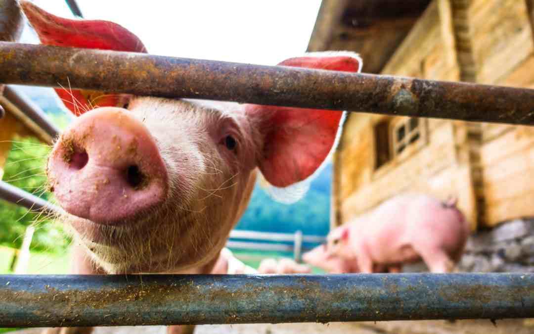 Zoonotic Diseases: 5 Diseases That Are Transmitted Via Animals